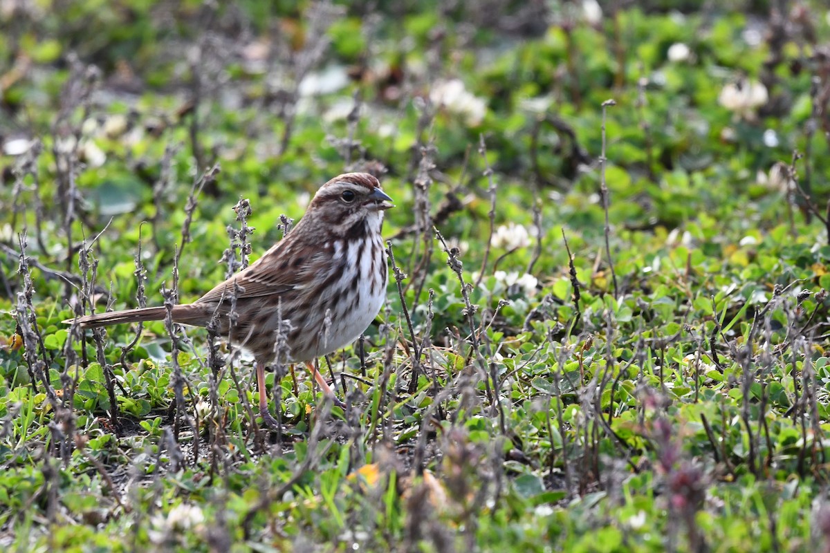 Song Sparrow - ML644822819