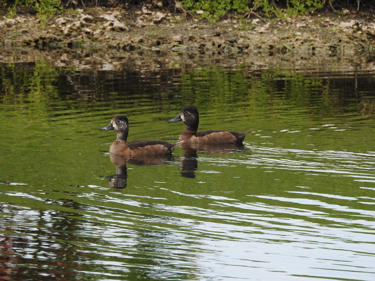 Moretta dal collare - ML644822827