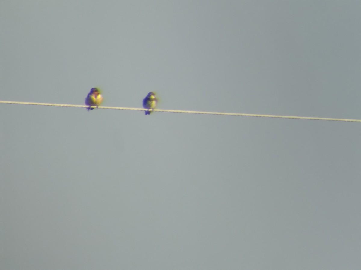 Bank Swallow - ML644822835