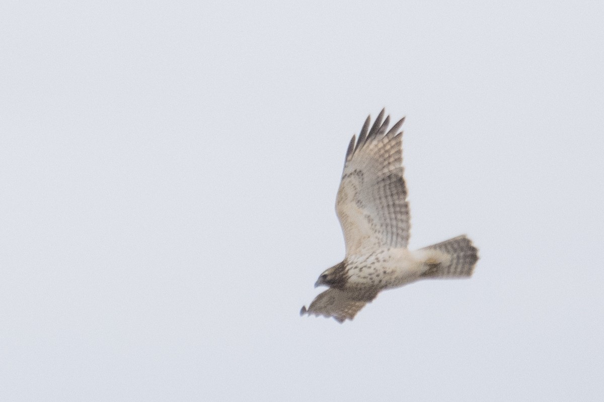 Red-shouldered Hawk (lineatus Group) - ML644822903