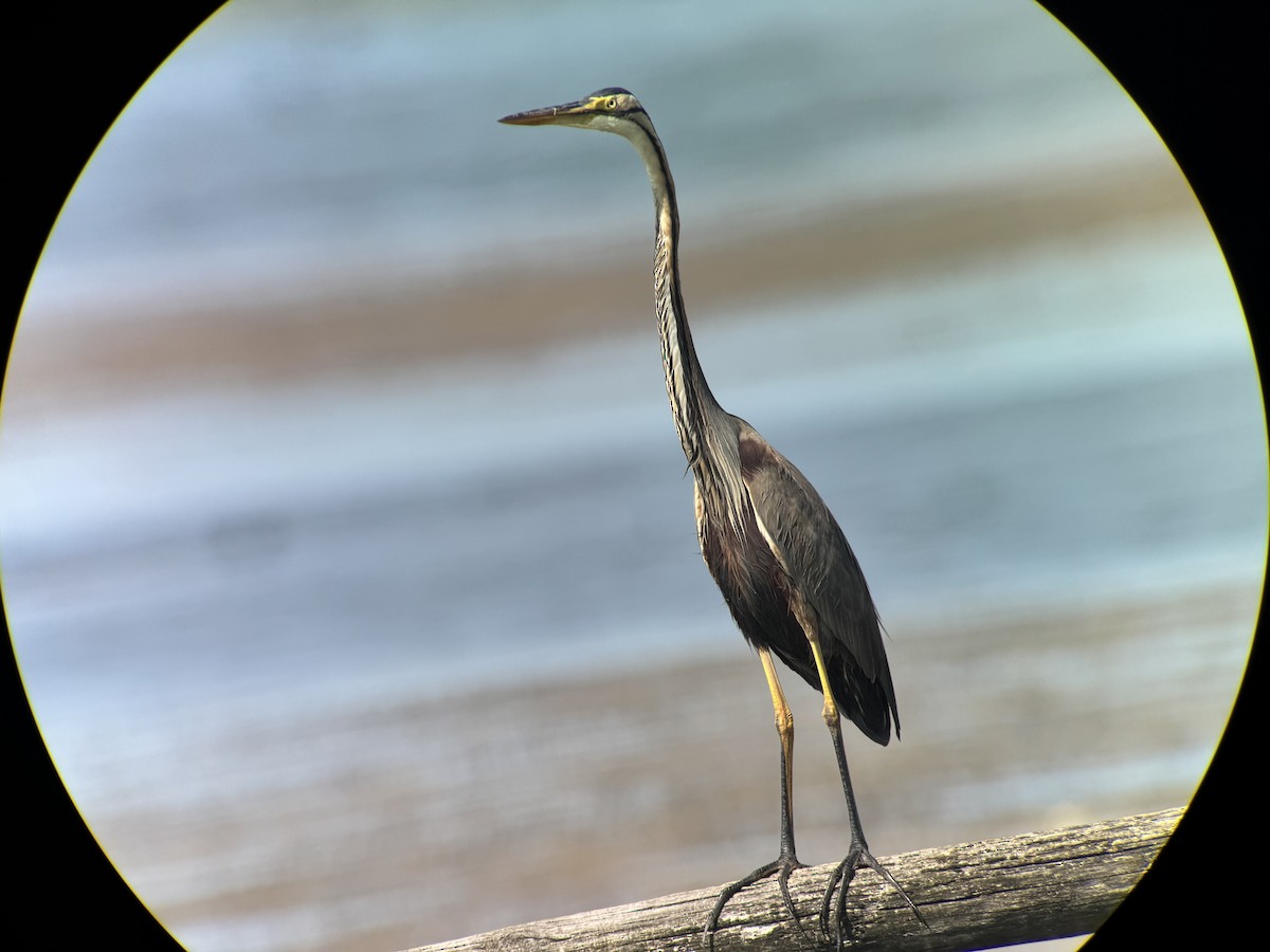Purple Heron - ML644822906