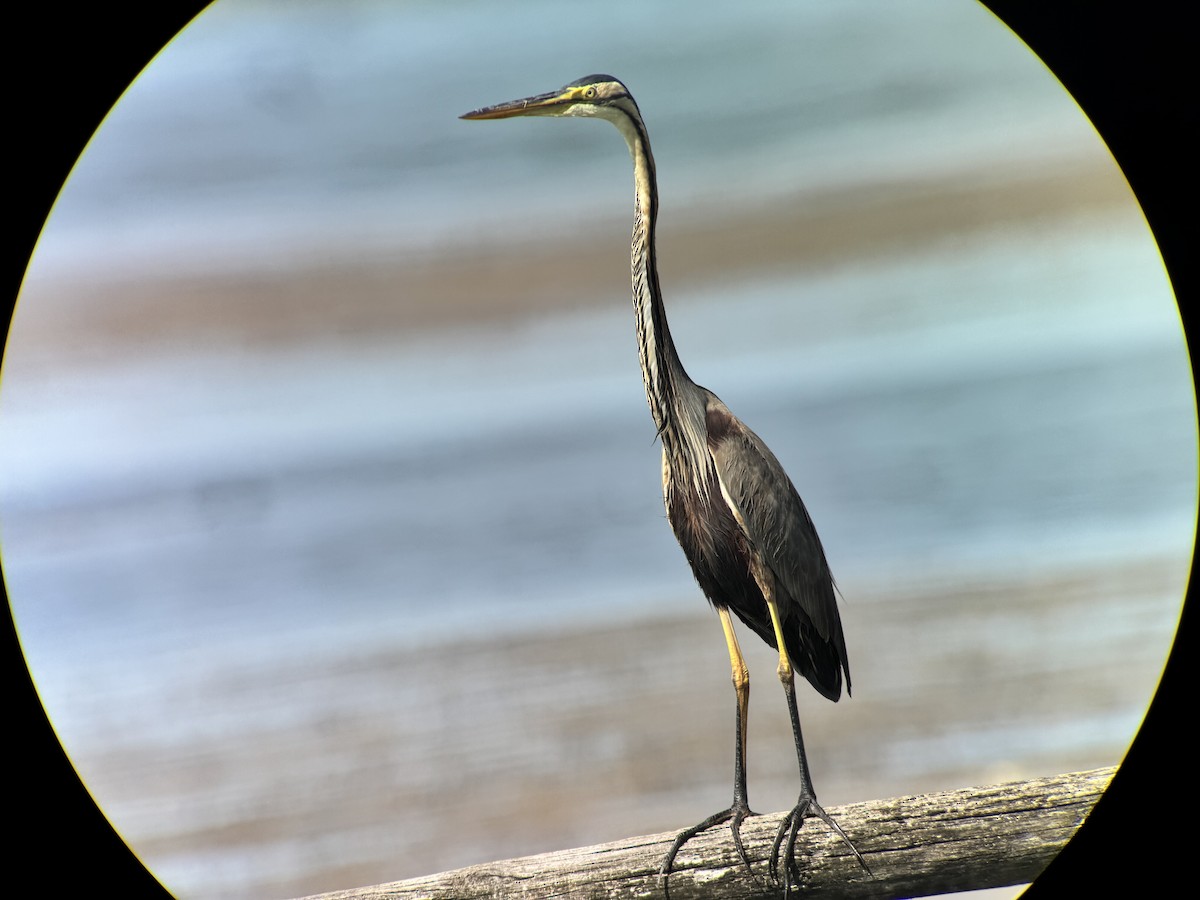 Purple Heron - ML644822907