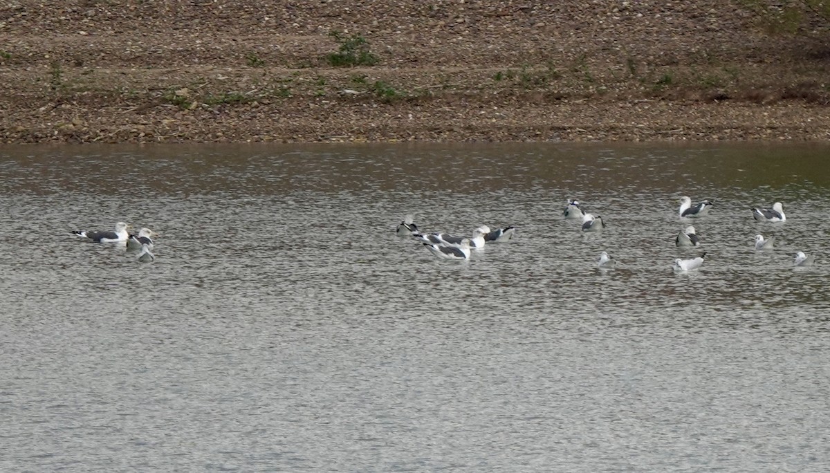 Lesser Black-backed Gull - ML644822908