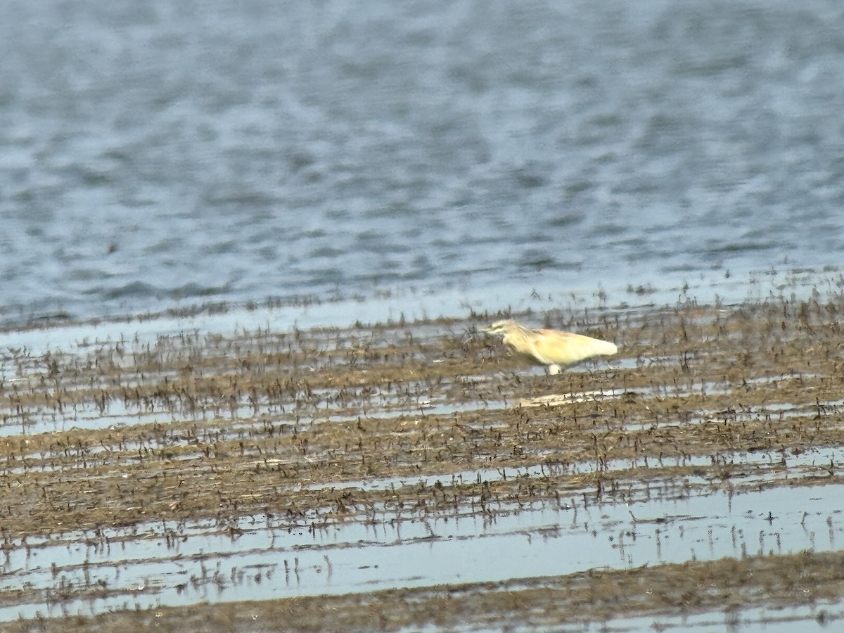 Squacco Heron - ML644822969