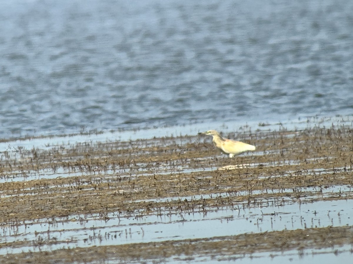 Squacco Heron - ML644822970