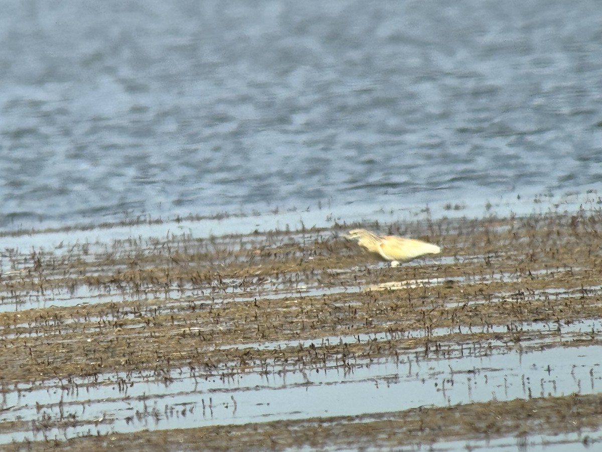 Squacco Heron - ML644822971