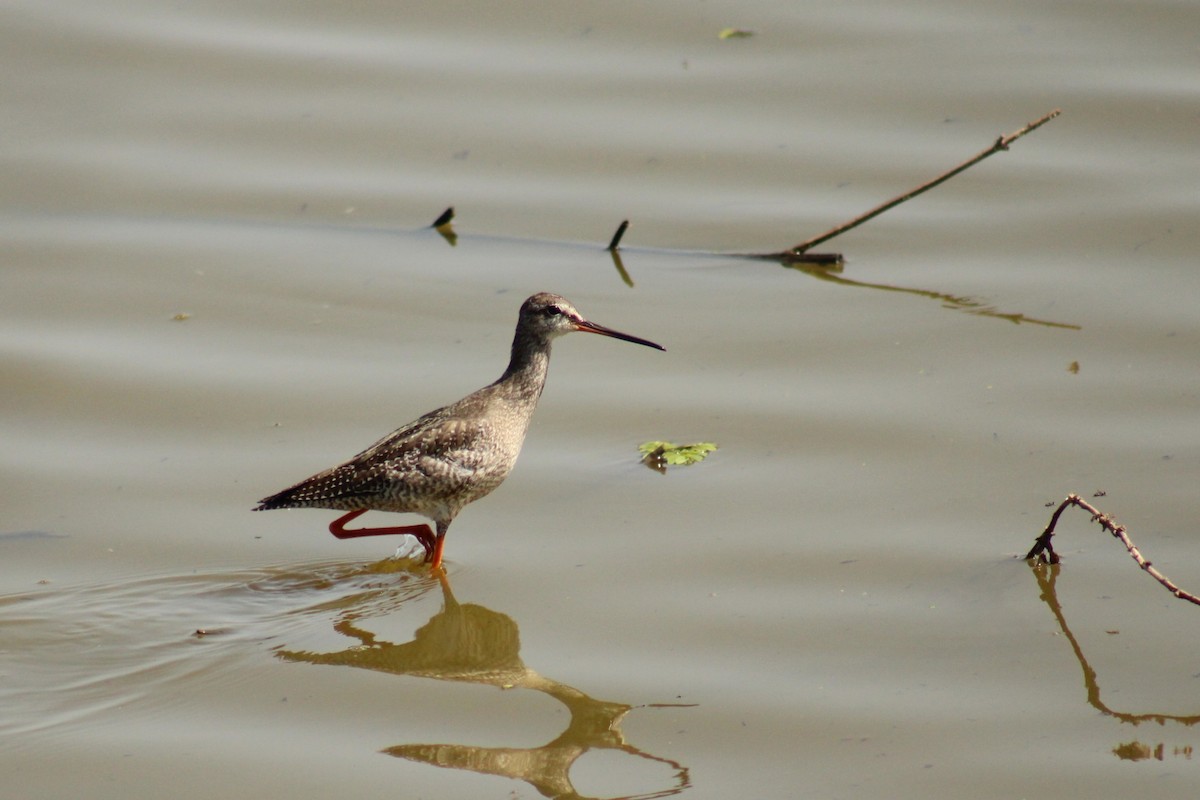 Spotted Redshank - ML644823007