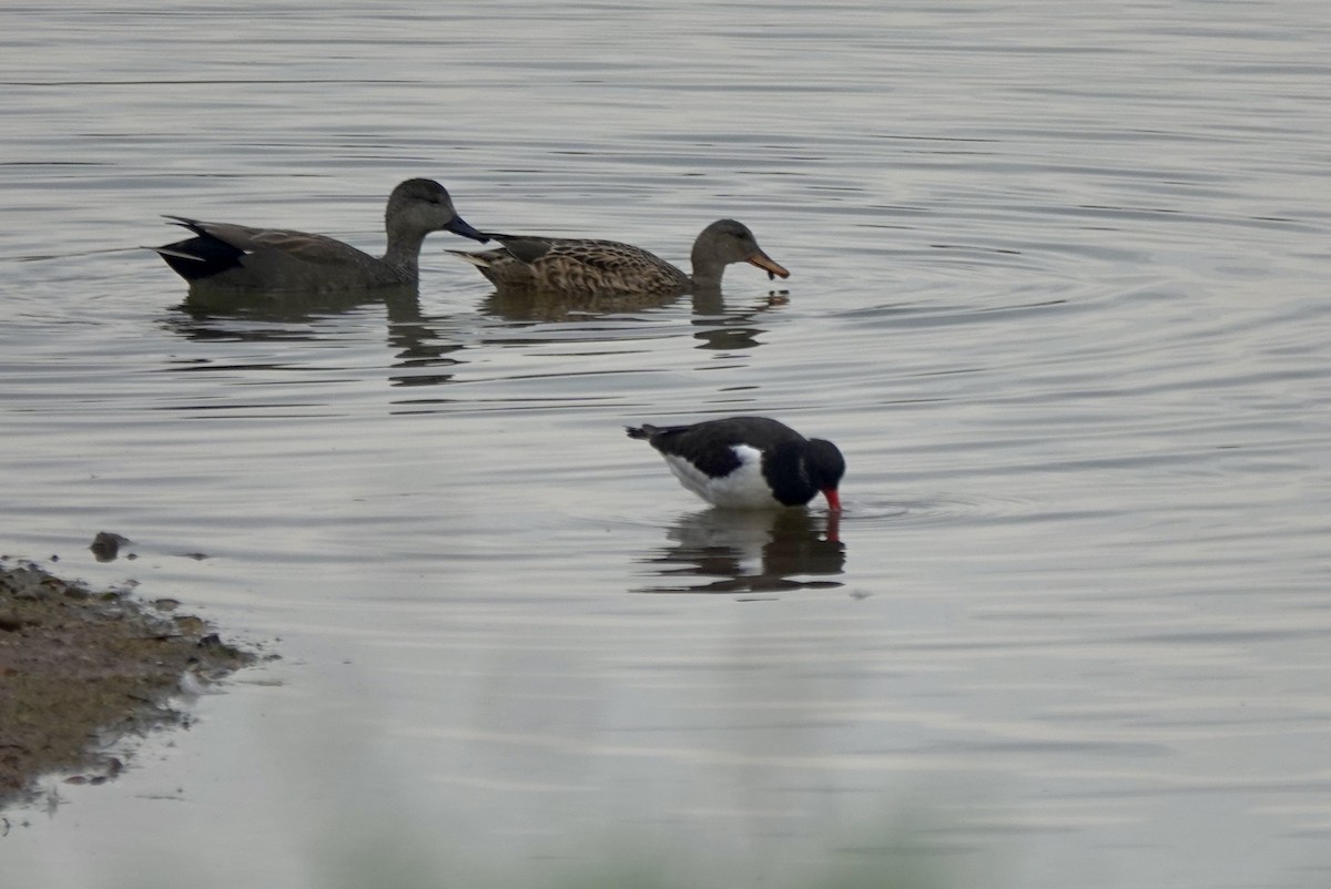 Серая утка - ML644823019