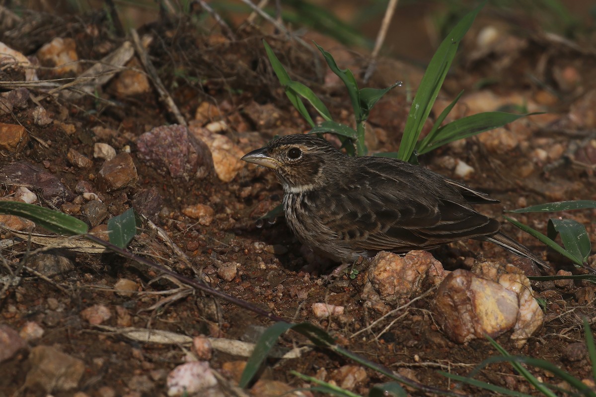 Singing Bushlark (Australasian) - ML644823043
