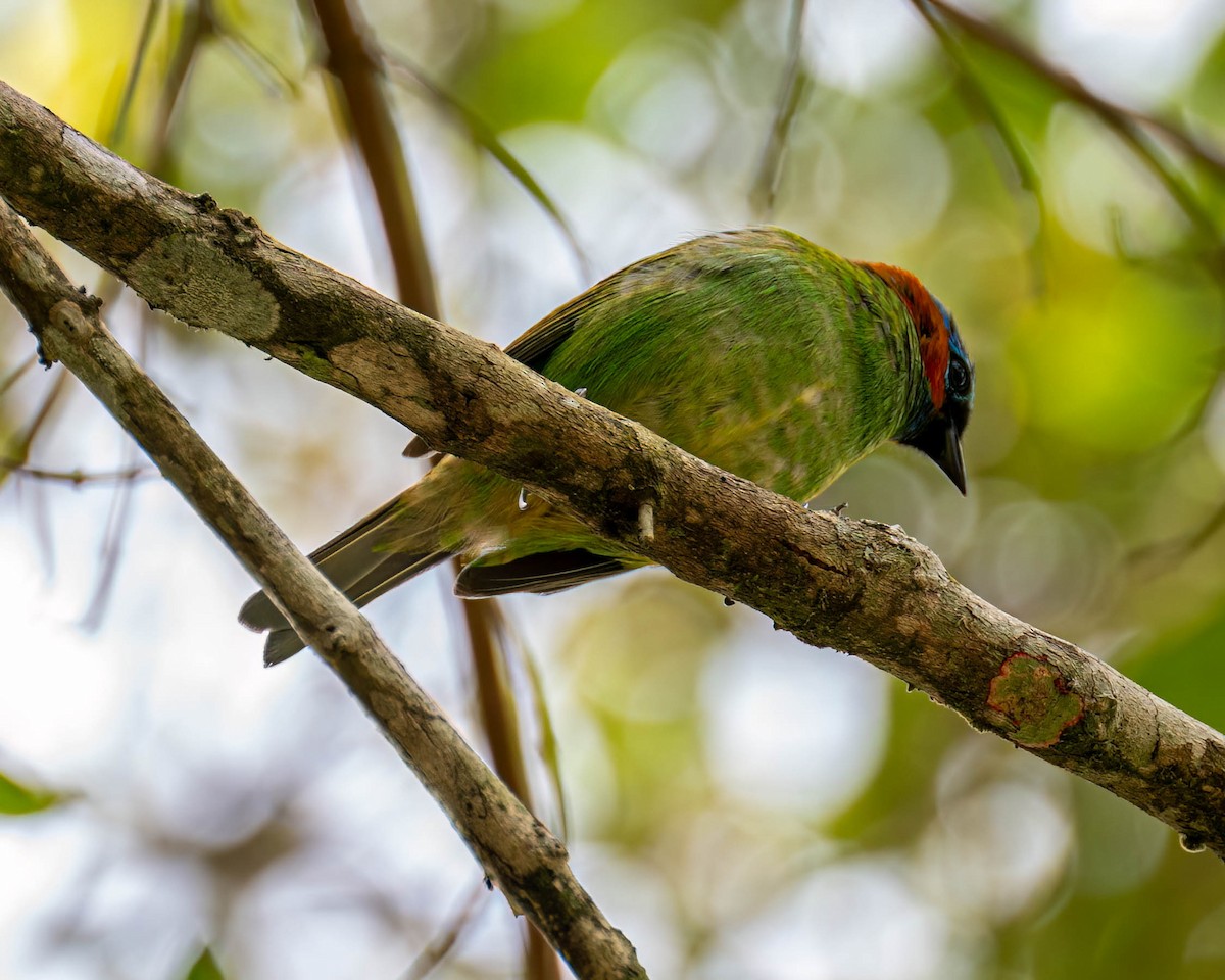 Red-necked Tanager - ML644823050