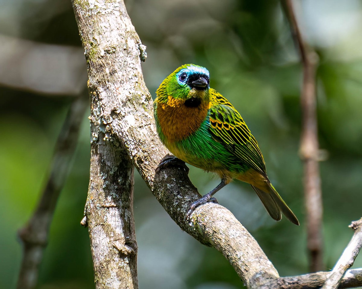 Tangara de Desmarest - ML644823054