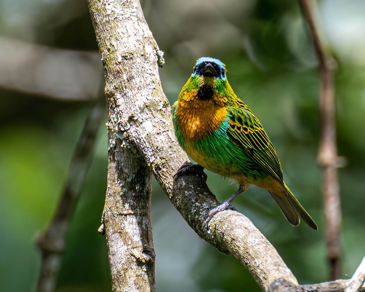 Tangara de Desmarest - ML644823055