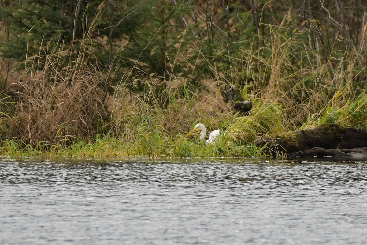 大白鷺 - ML644823073