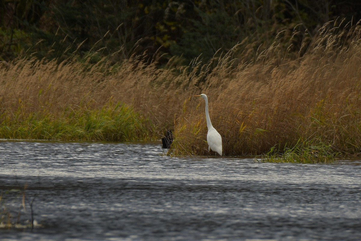 大白鷺 - ML644823074