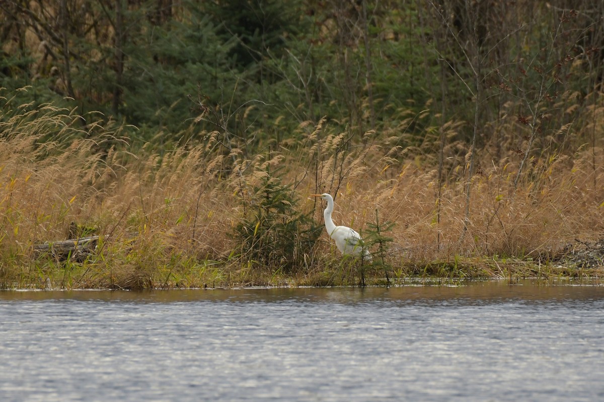 大白鷺 - ML644823075