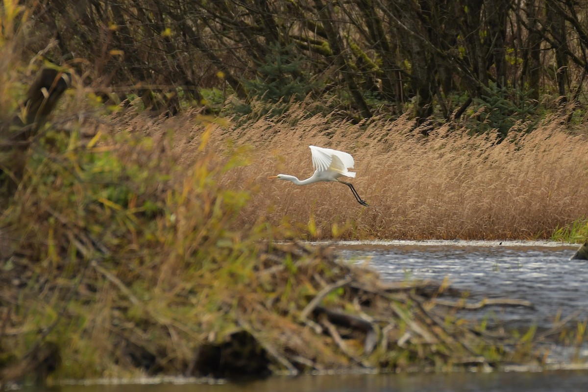 大白鷺 - ML644823076