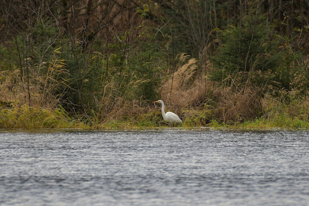 大白鷺 - ML644823077
