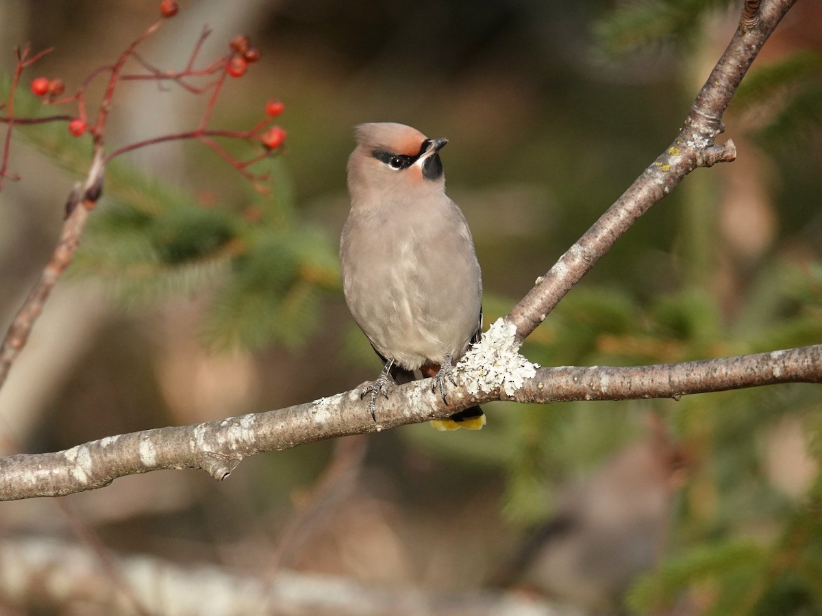 Bohemian Waxwing - ML644823087