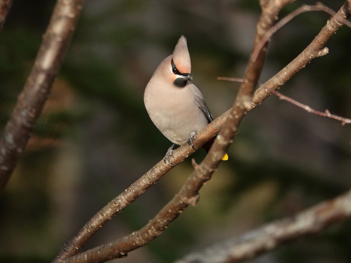 Bohemian Waxwing - ML644823088