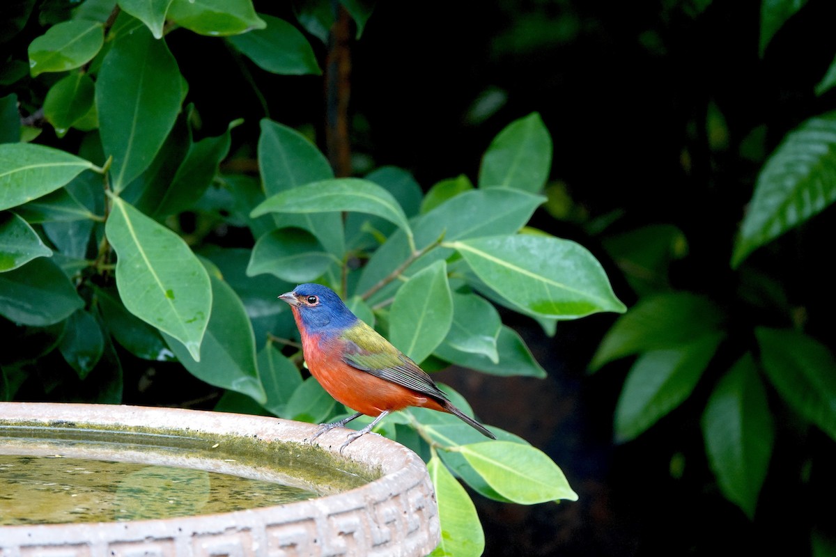 Painted Bunting - ML644823089