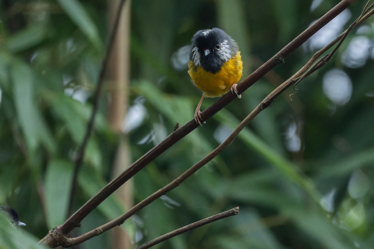 Golden-breasted Fulvetta - ML644823099