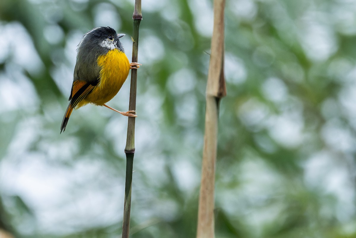 Golden-breasted Fulvetta - ML644823101