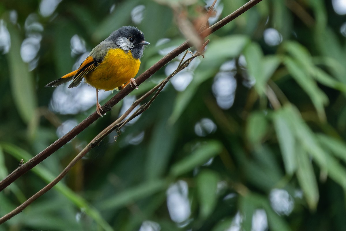 Golden-breasted Fulvetta - ML644823112