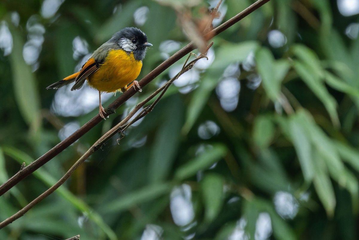 Golden-breasted Fulvetta - ML644823113