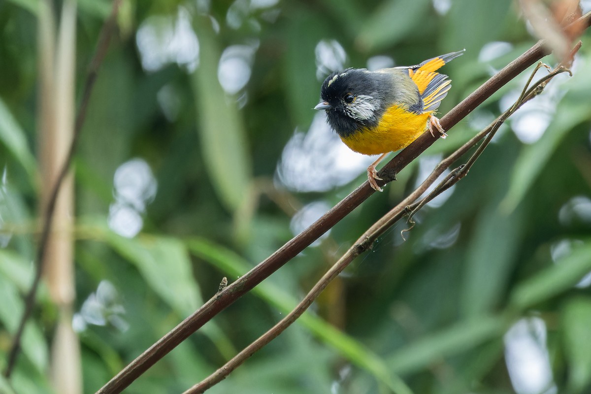 Golden-breasted Fulvetta - ML644823114
