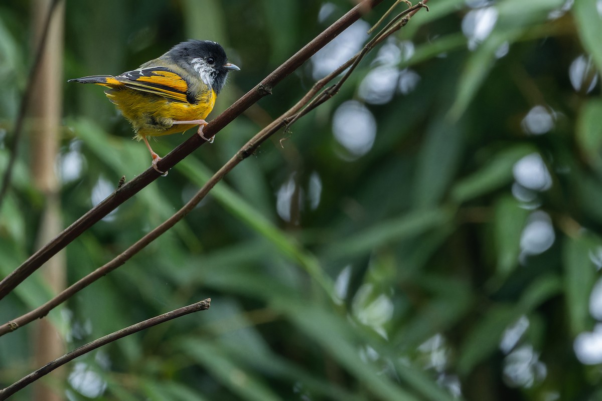 Golden-breasted Fulvetta - ML644823115