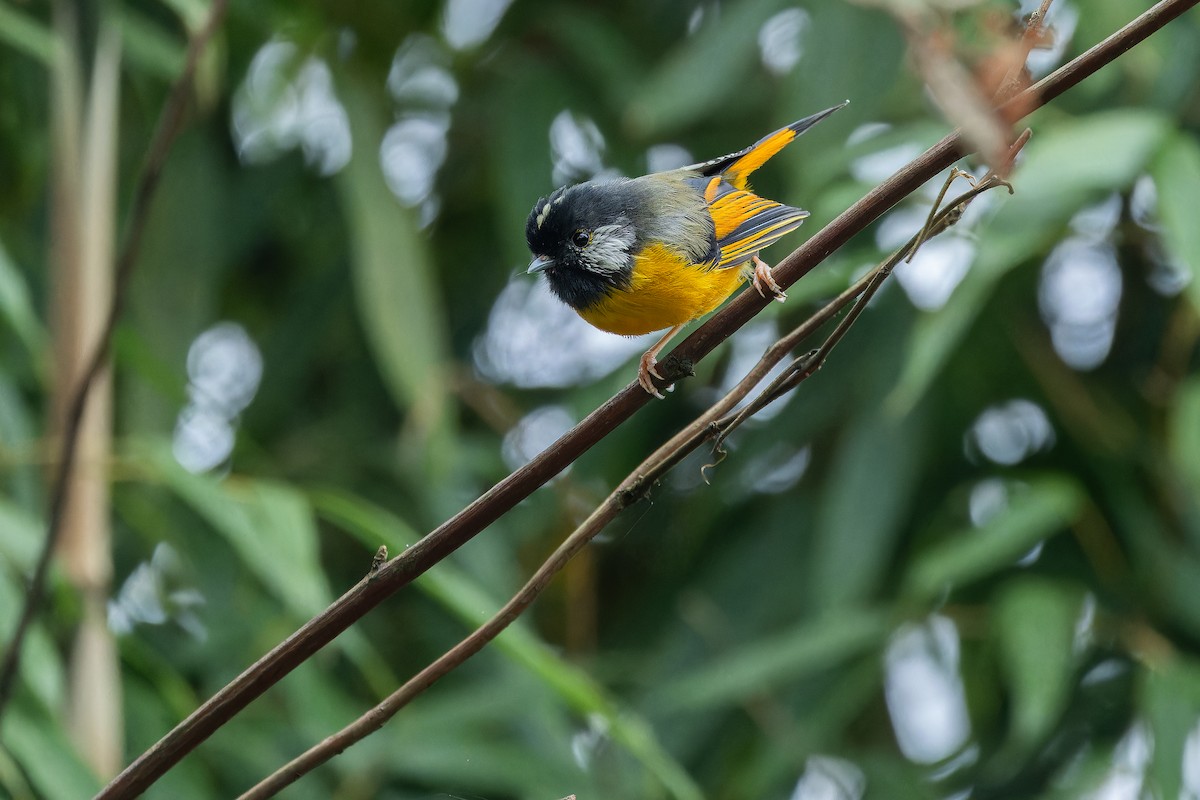 Golden-breasted Fulvetta - ML644823116