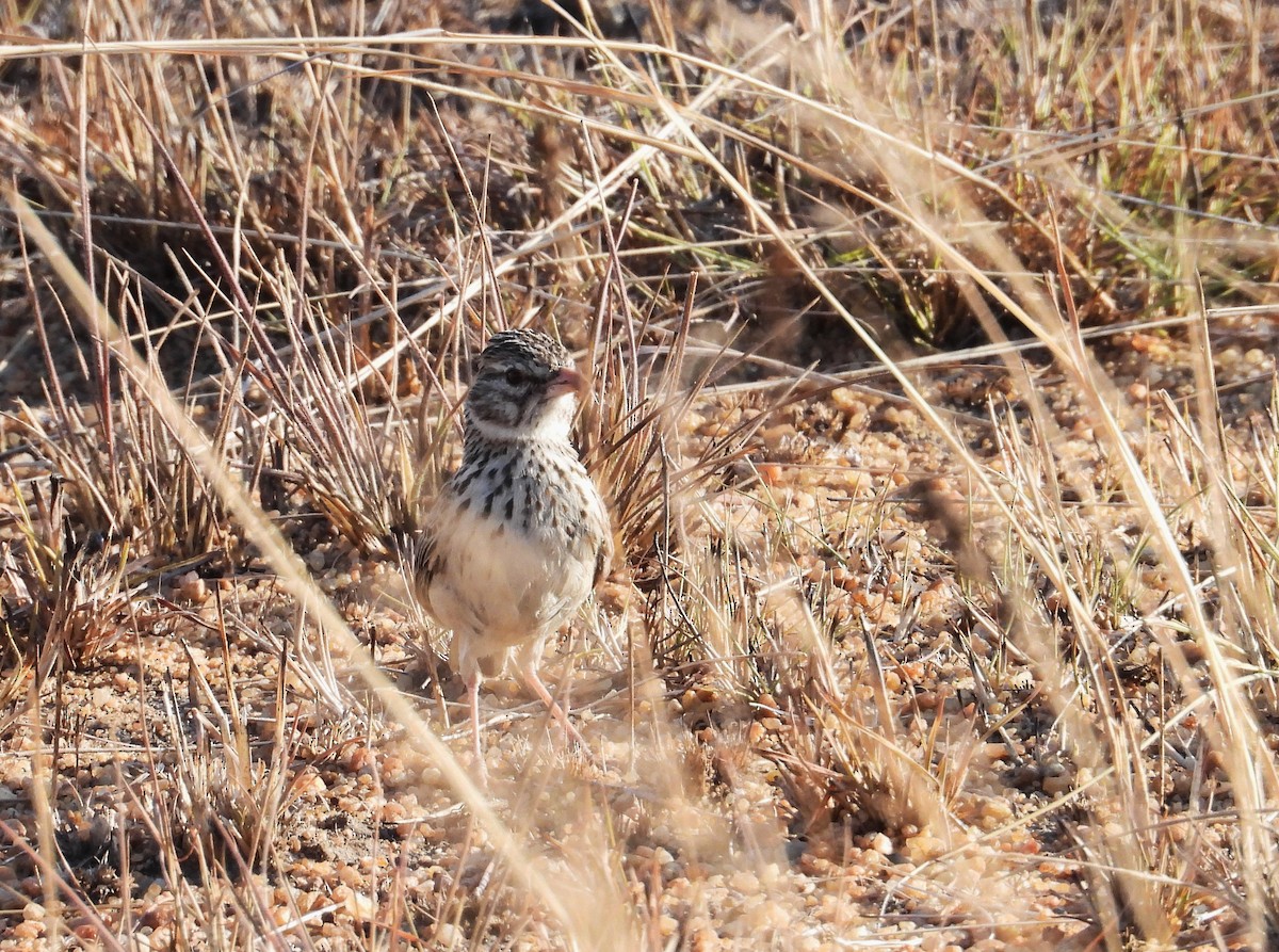 Madagascar Lark - ML644823122