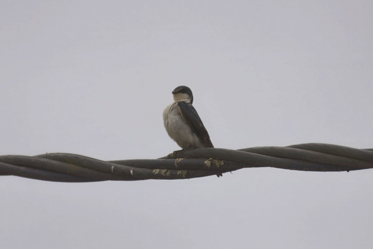 コシジロミドリツバメ - ML644823153