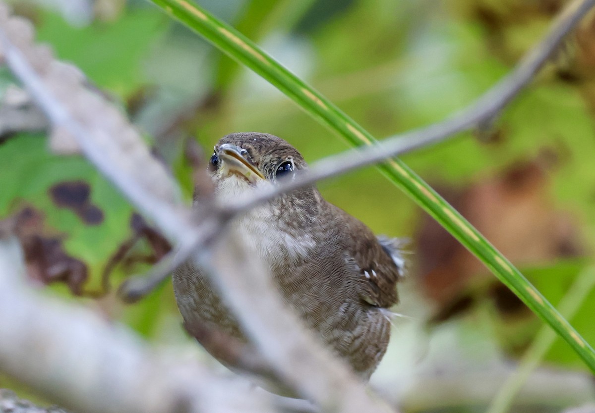 Northern House Wren - ML644823165