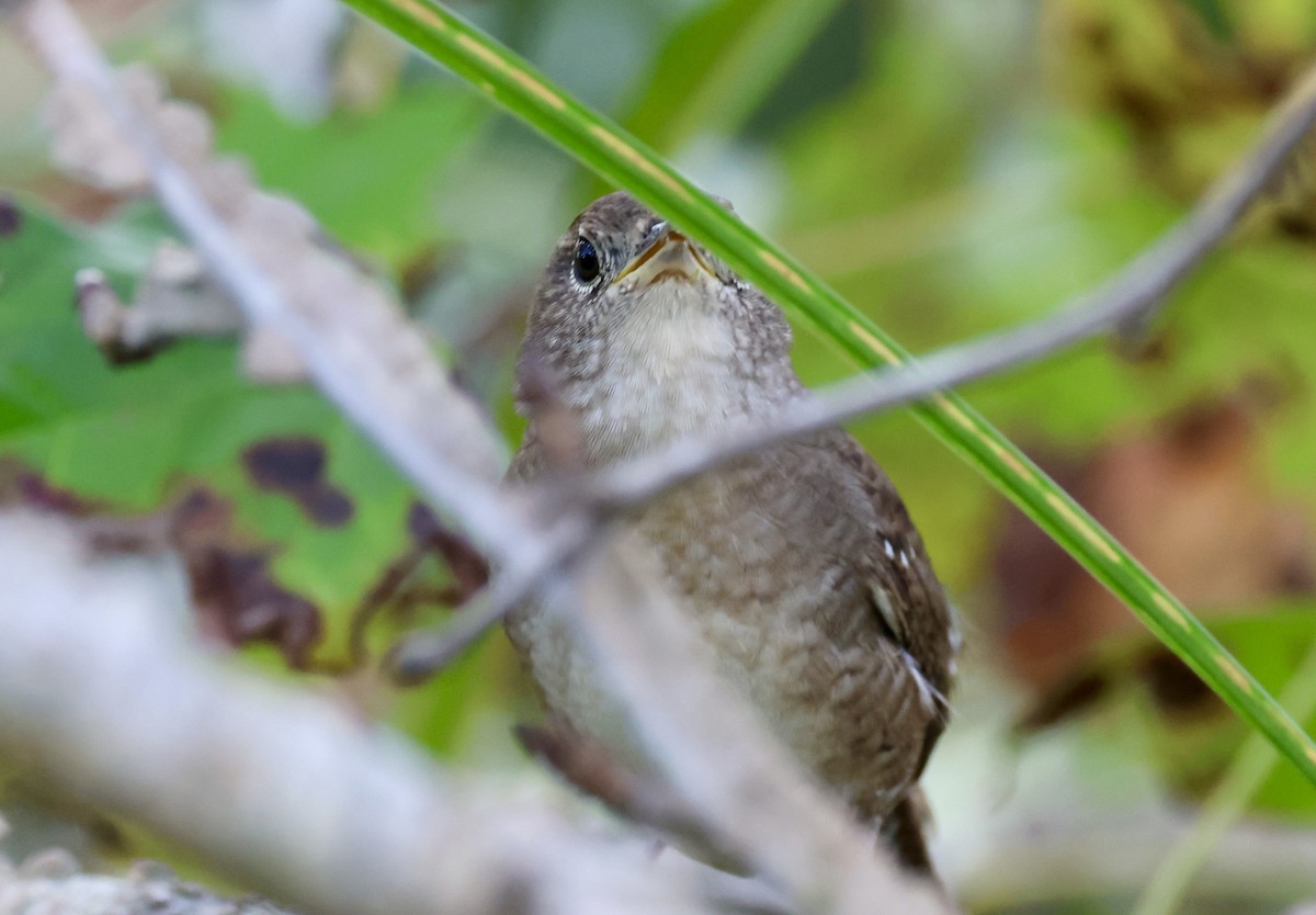 Northern House Wren - ML644823166