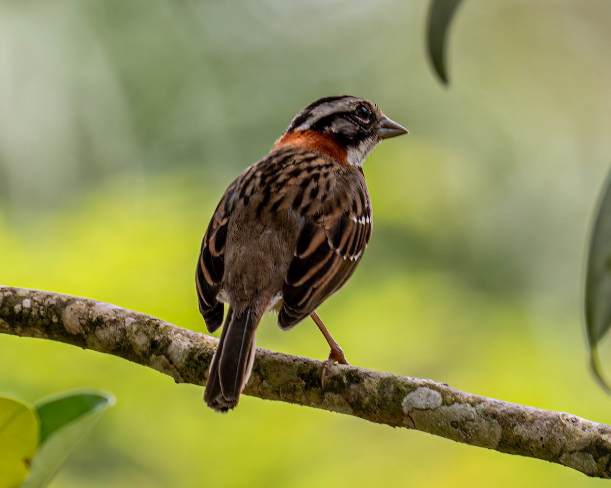 Morgenammer - ML644823175