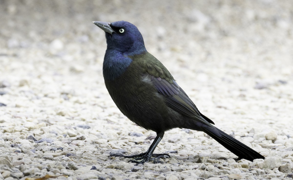 Common Grackle - ML644823192