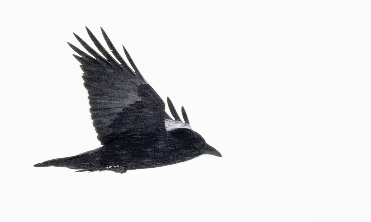 Grand Corbeau - ML644823197