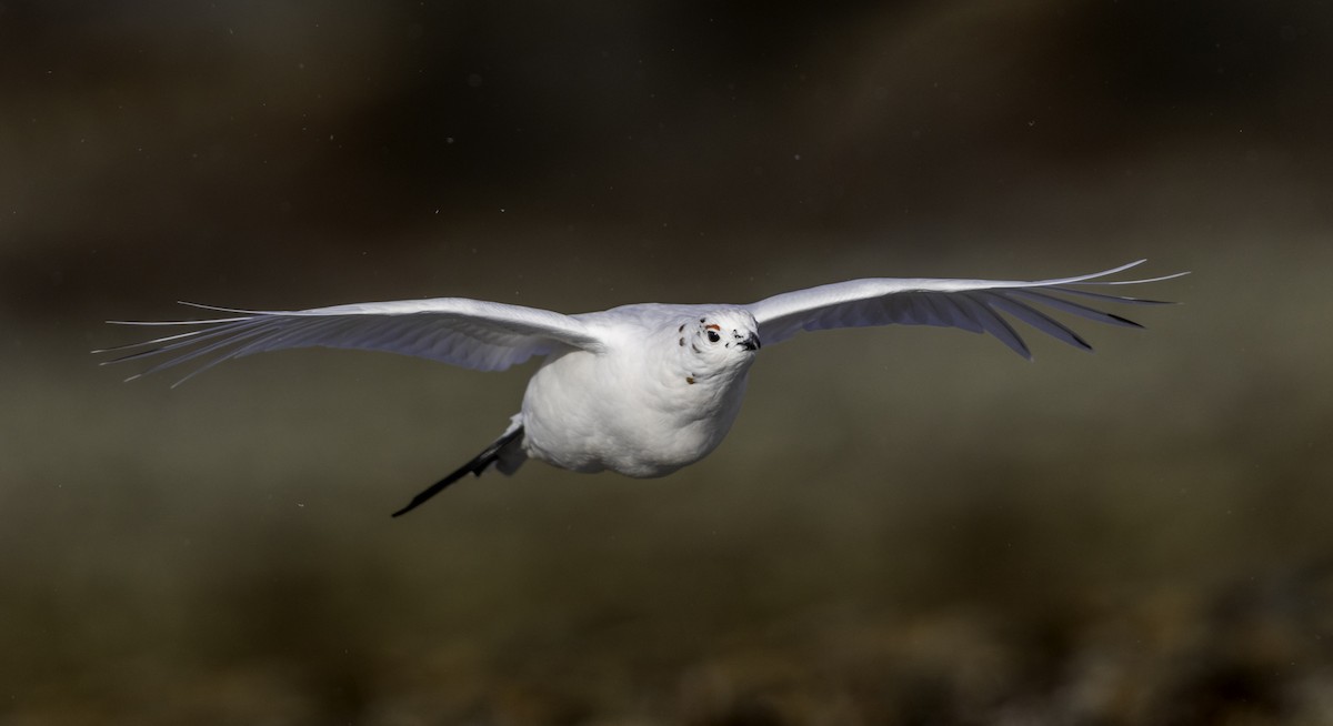 Willow Ptarmigan - ML644823220