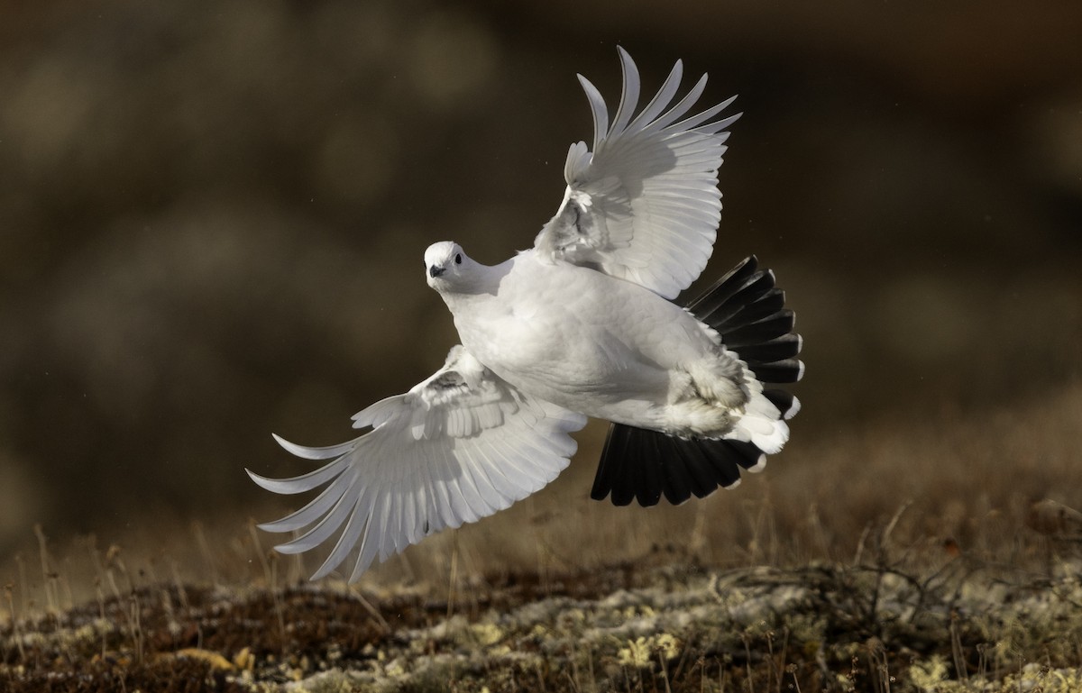 Willow Ptarmigan - ML644823221