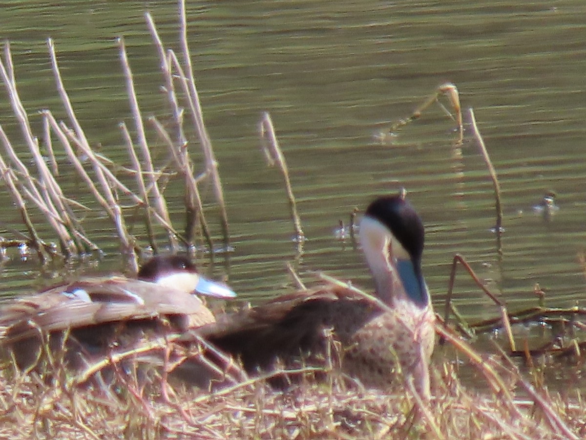 Puna Teal - ML644823234