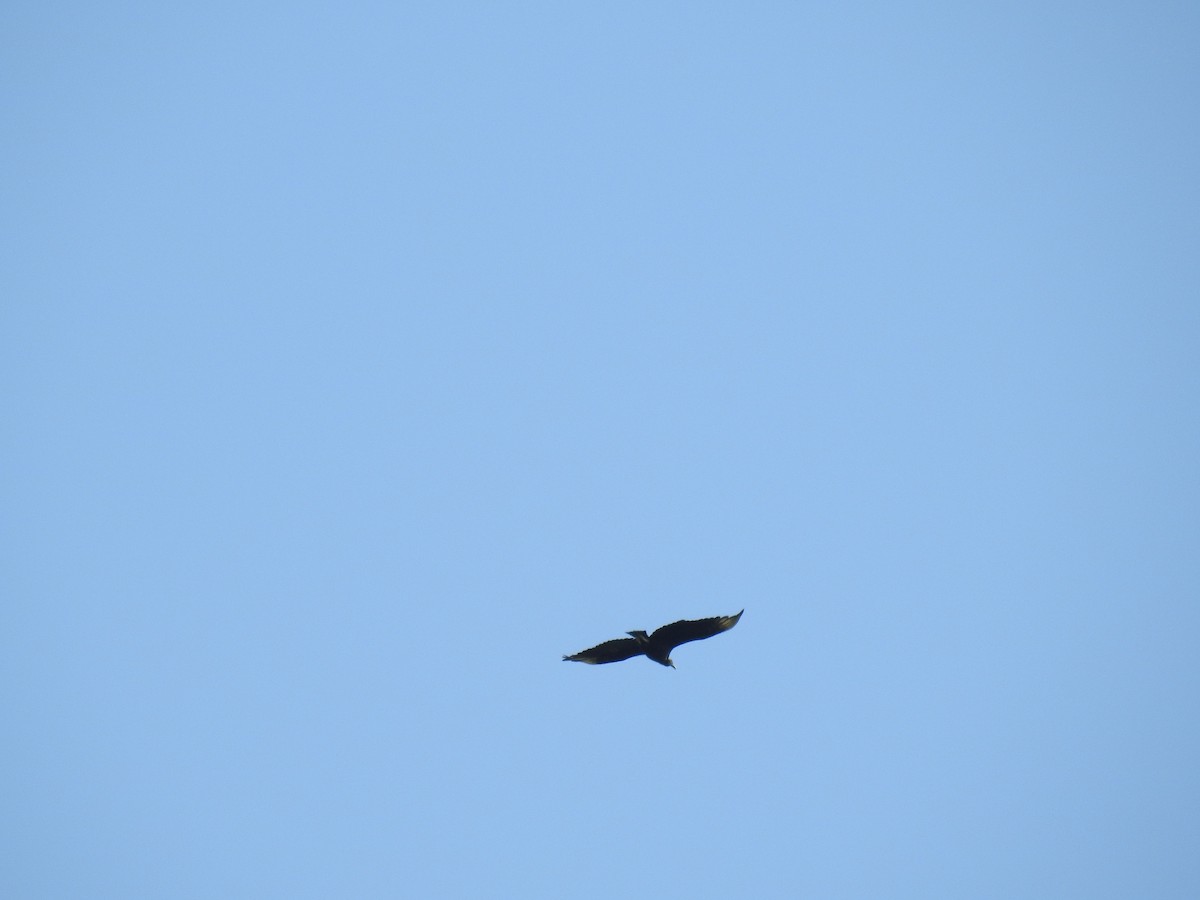 Чёрная катарта - ML644823237