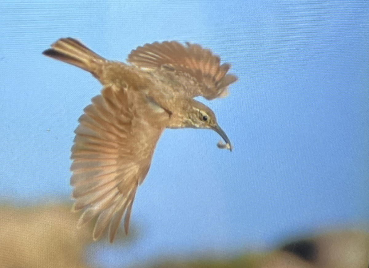 Scale-throated Earthcreeper - ML644823246