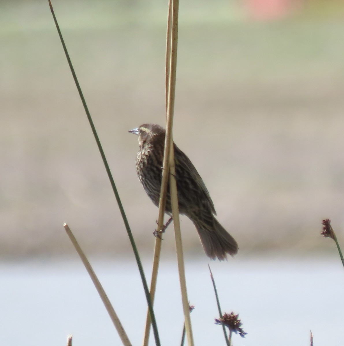 Yellow-winged Blackbird - ML644823261