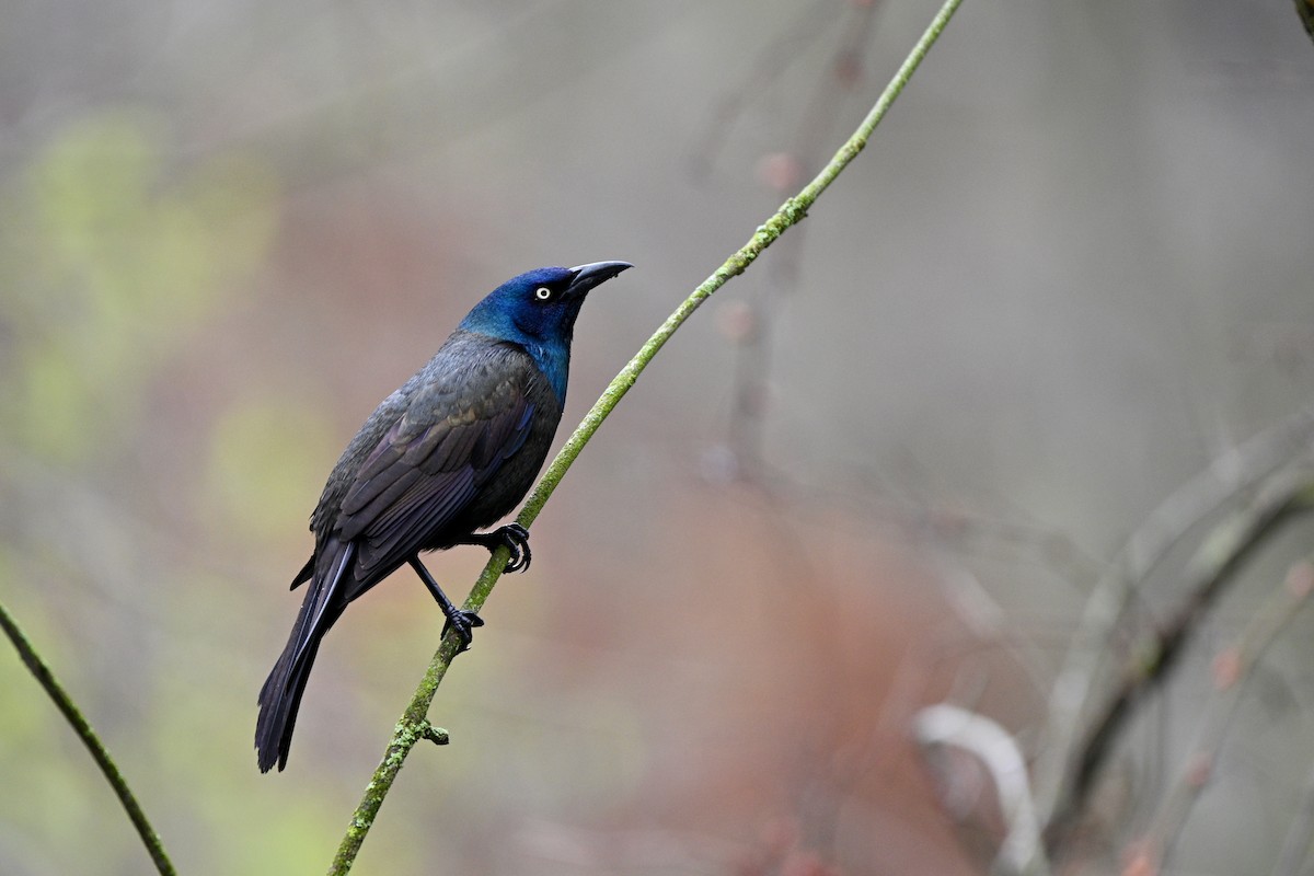 Common Grackle - ML644823281