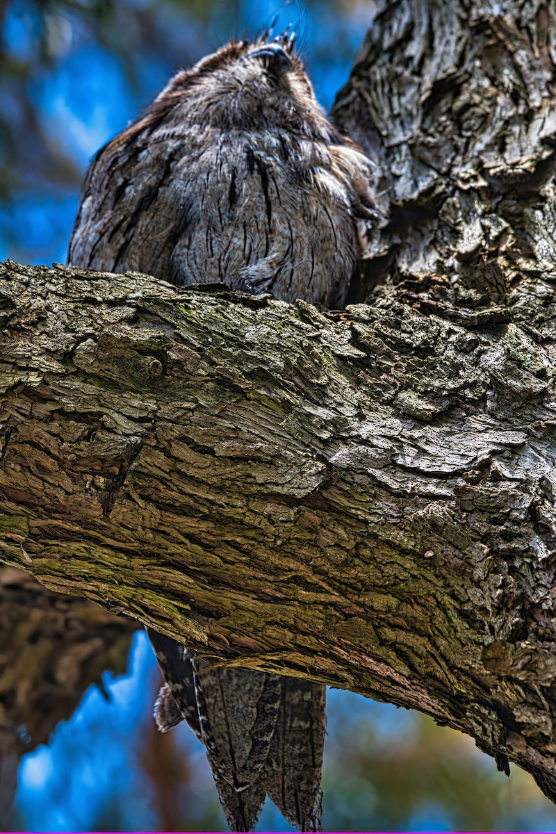 Tawny Frogmouth - ML644823282