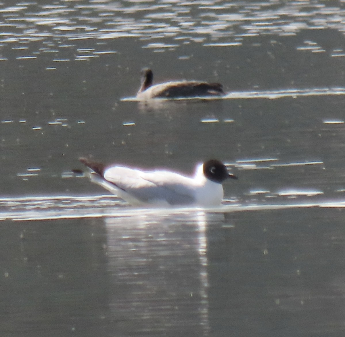 Andean Gull - ML644823283