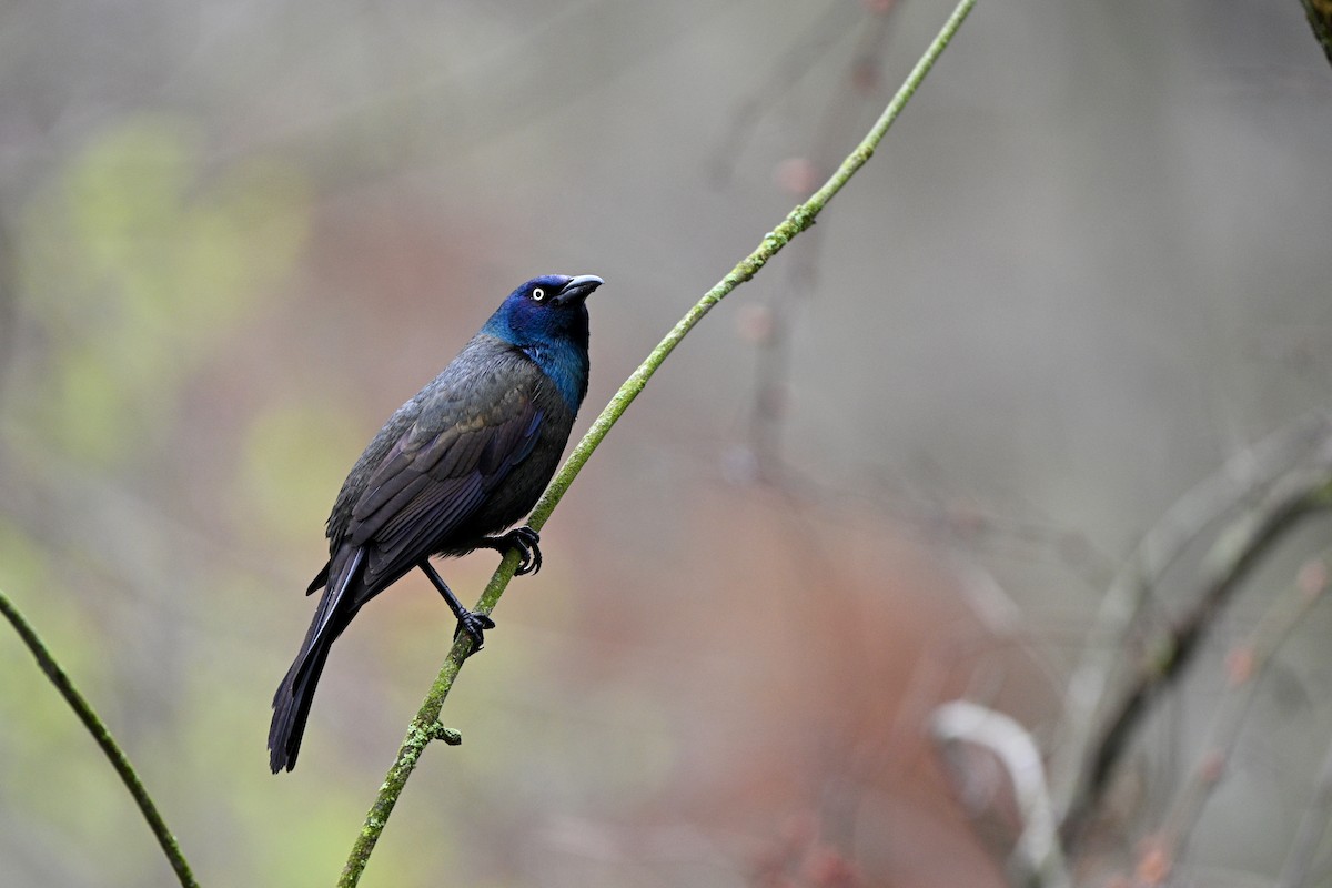 Common Grackle - ML644823285