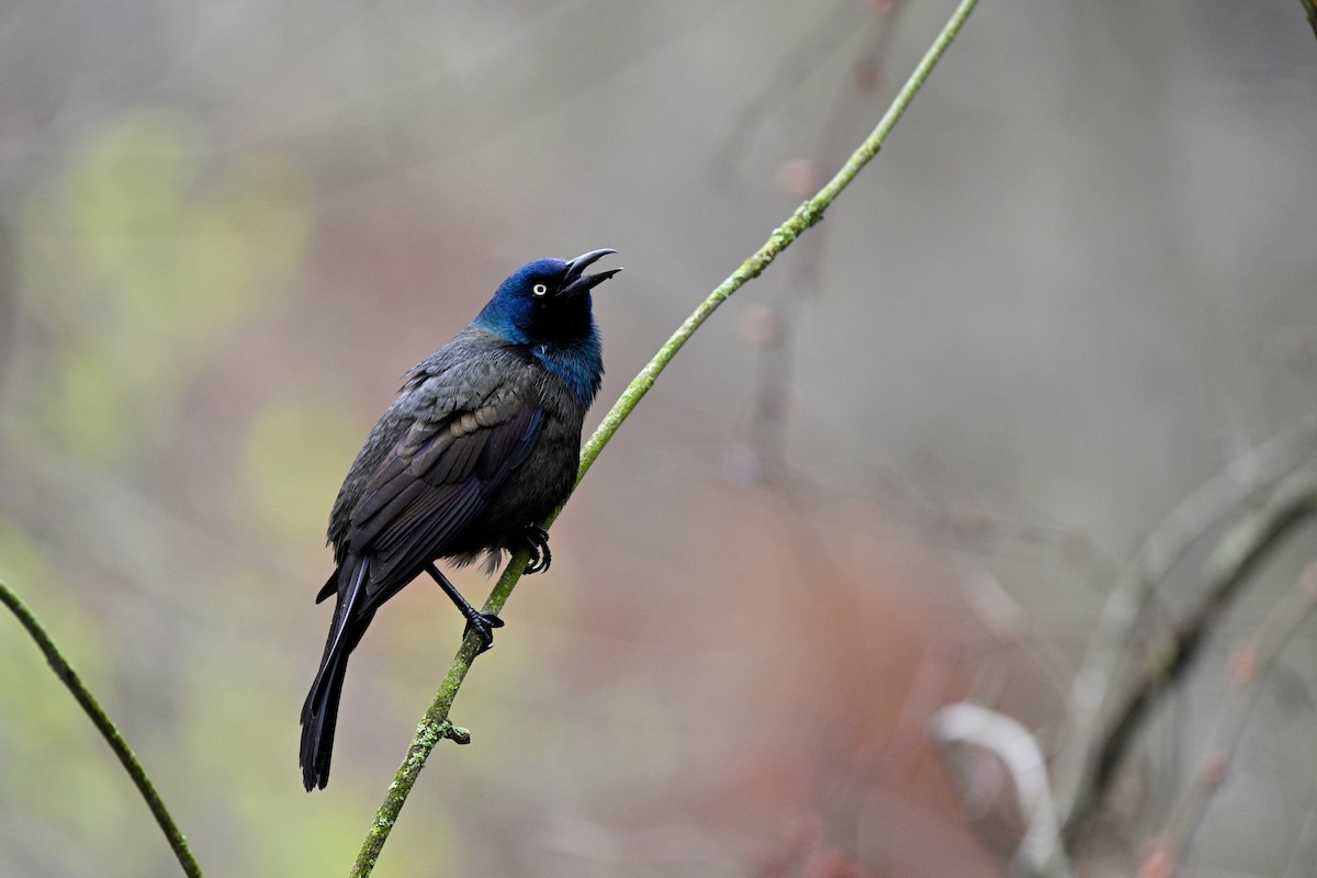 Common Grackle - ML644823287