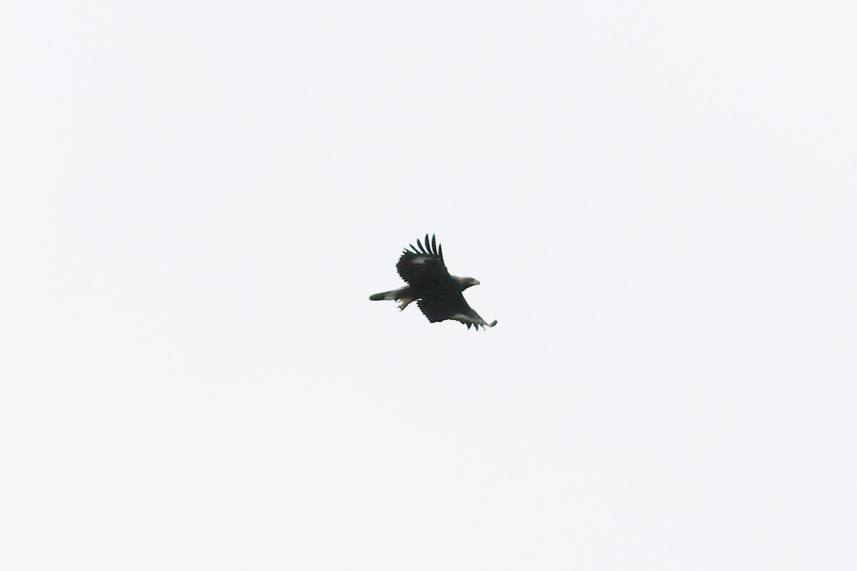 Golden Eagle - ML644823294